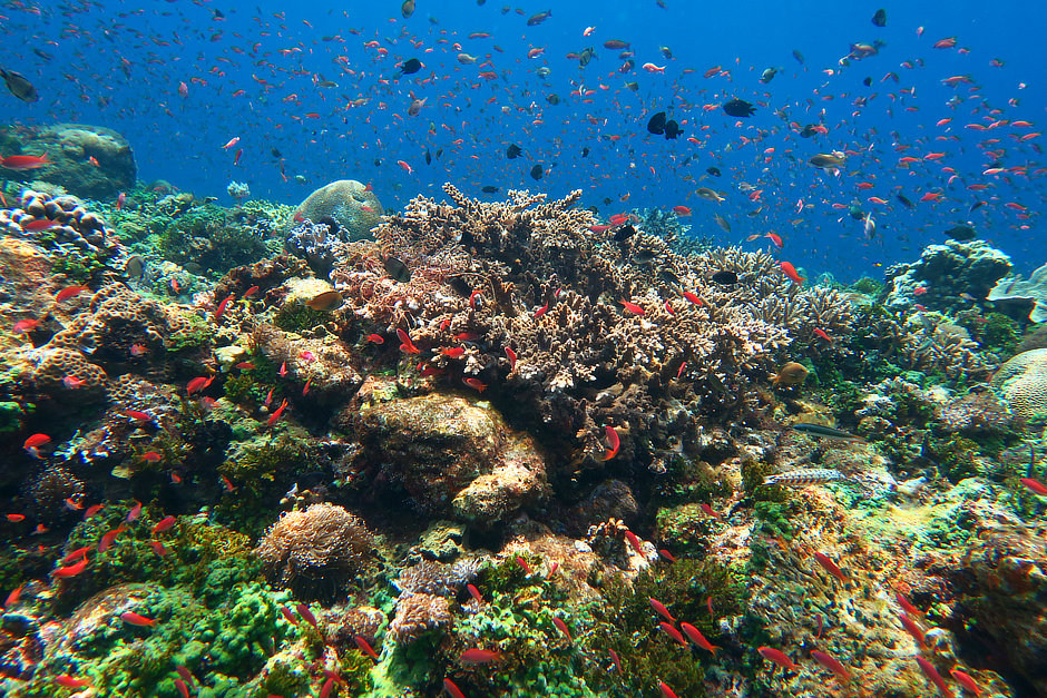 Cloud of anthias and damselfish over colorful coral reef in Alor