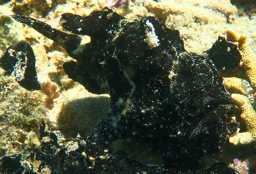 Black Painted Frogfish in Alor