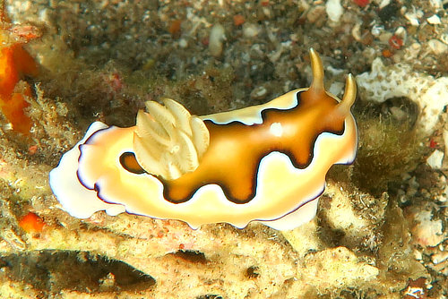 Coi's Goniobranchus Nudibranch in Alor