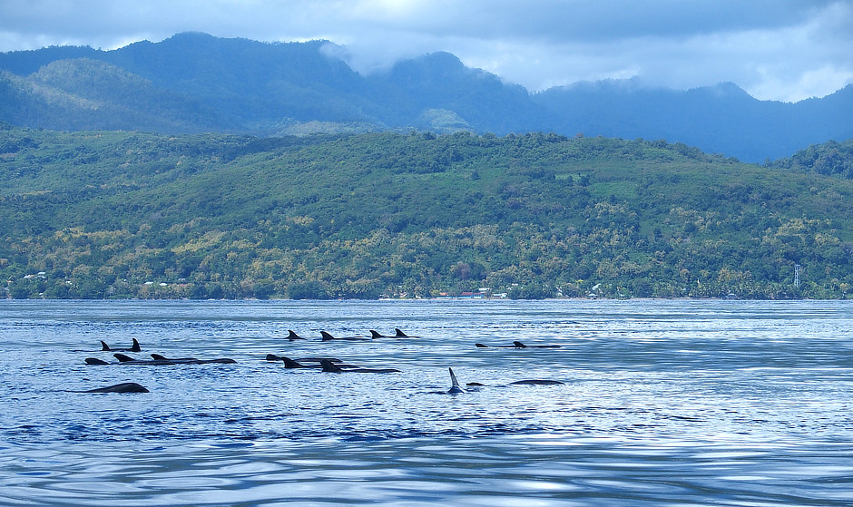 Melon-head Whales logging in Alor