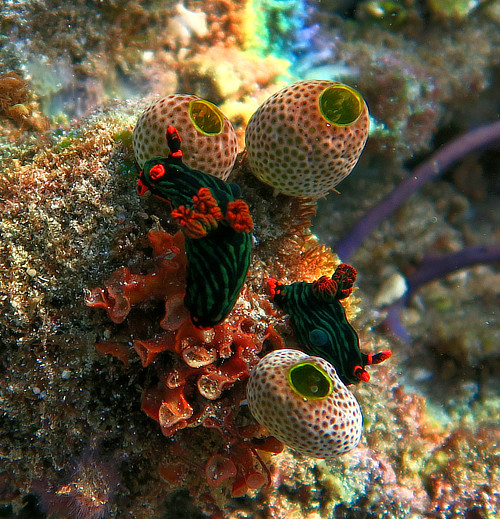 Two Nembrotha kubaryana nudibranchs with green barrel sea squirts in Alor