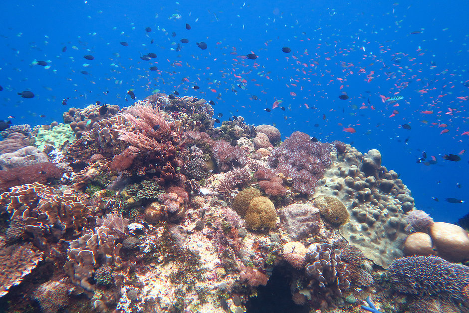 Alor reef with anthias and damselfish schools