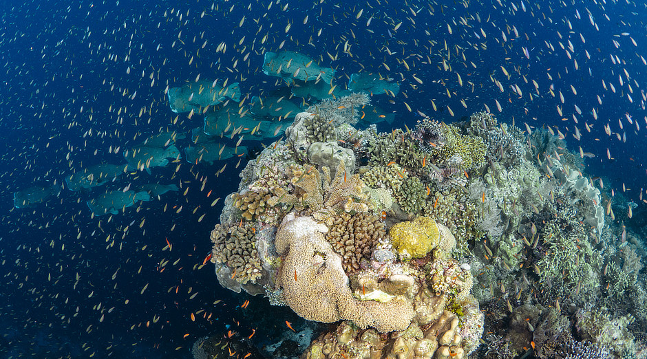 School of Bumphead Parrotfish with anthias over a coral head in the Banda Islands
