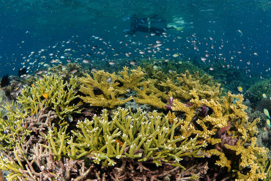 Snorkeler over branching corals with damselfish in Misool