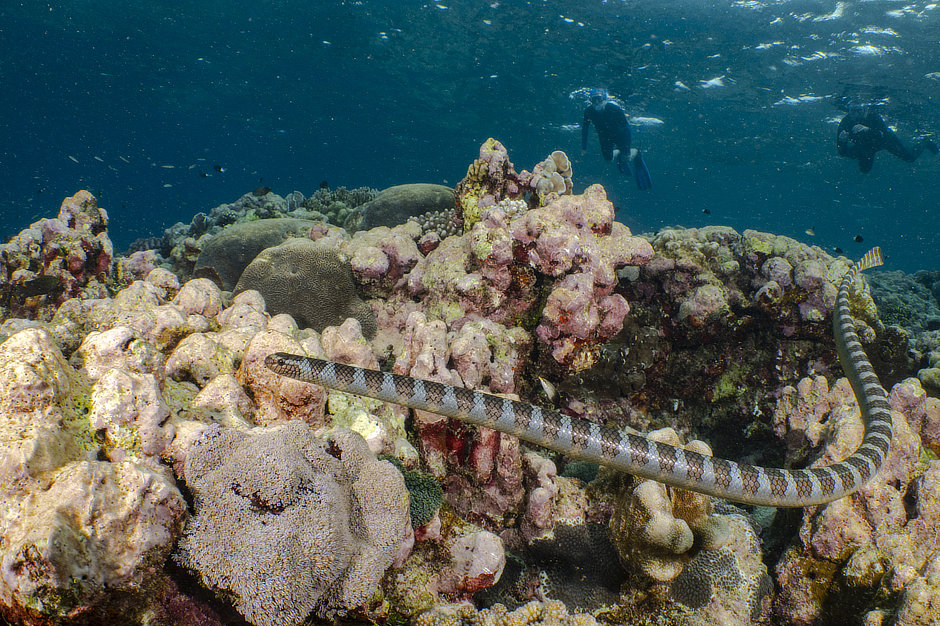 Chinese Sea Krait and snorkelers in Forgotten Islands