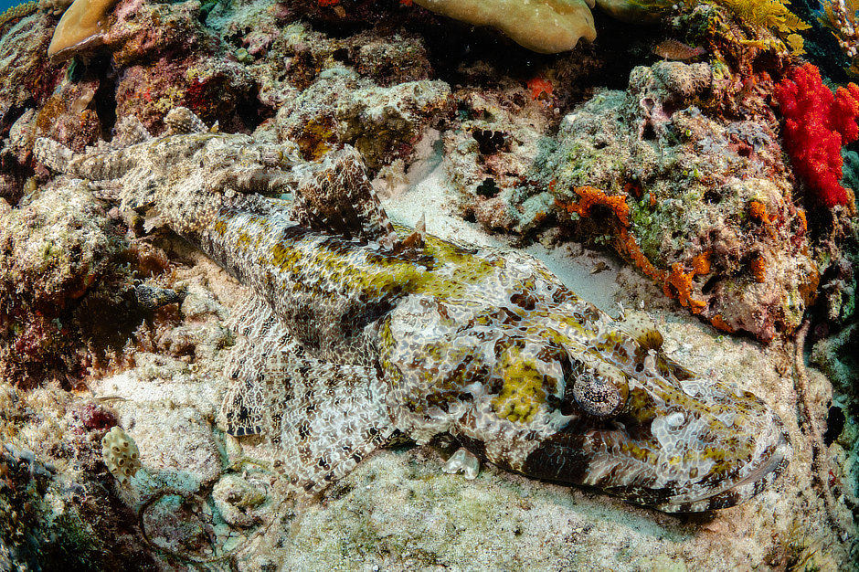 Crocodilefish pair in Koon