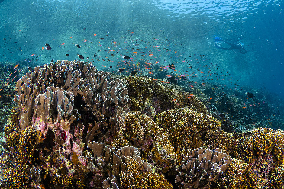 Snorkeler over fire coral reef with anthias and damselfish in the Banda Islands