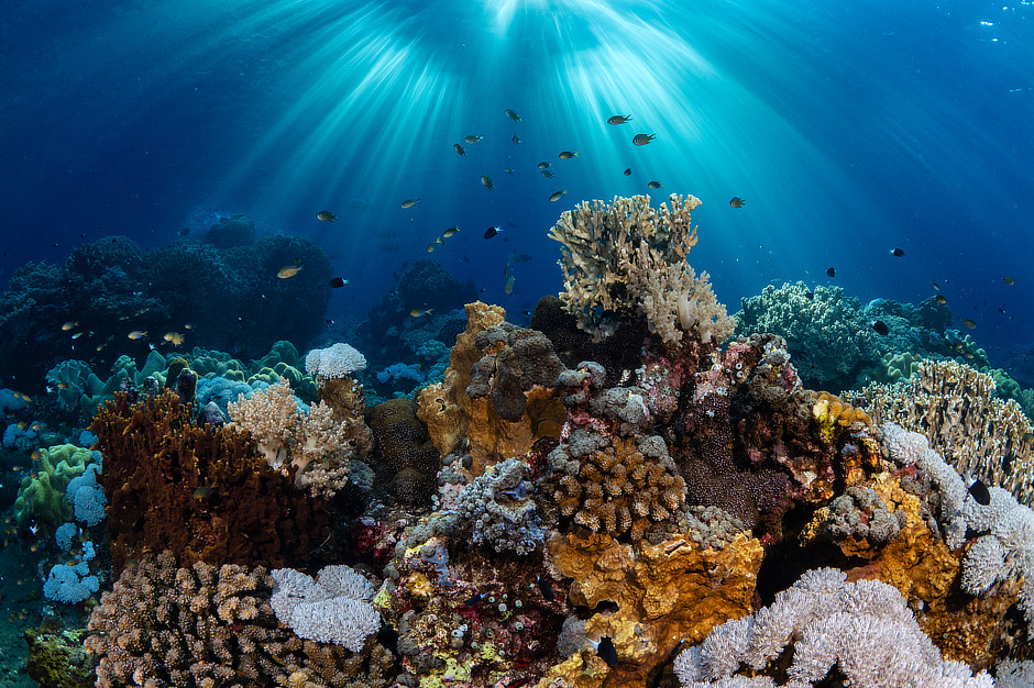 Forgotten Islands coral Reef with fish and sun rays