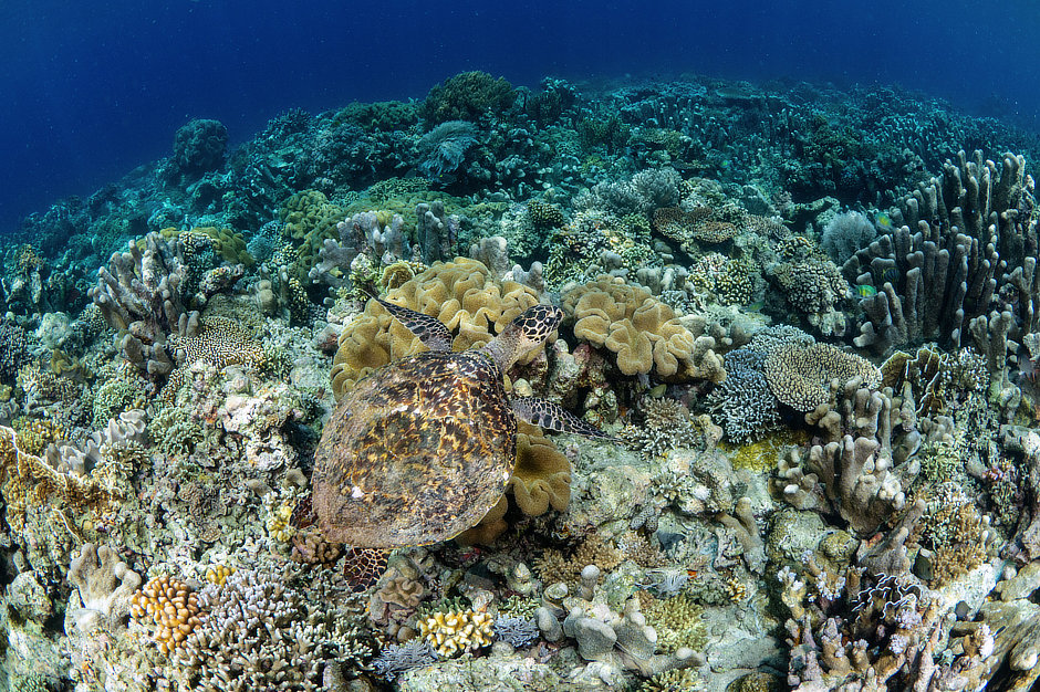 Hawksbill Turtle on a Banda Islands coral reef