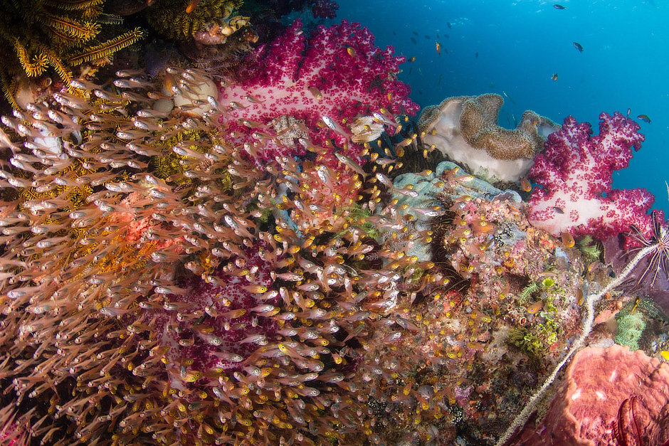 Colorful soft coral and sweepers in Misool