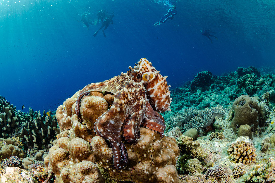 Octopus on a coral reef in the Banda Islands with snorkelers above.