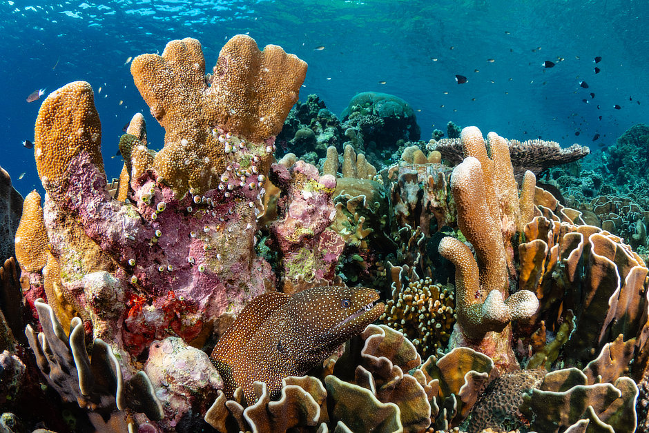 Whitemouth Moray Eel in Banda Islands coral reef