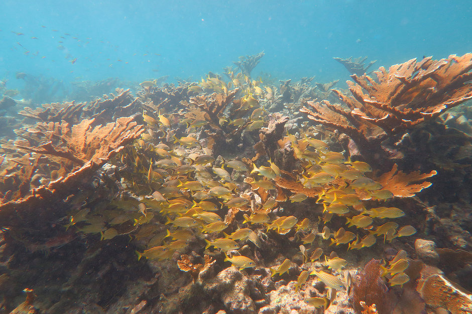 Elkhorn Coral Stand with school of grunts in Turneffe Atoll