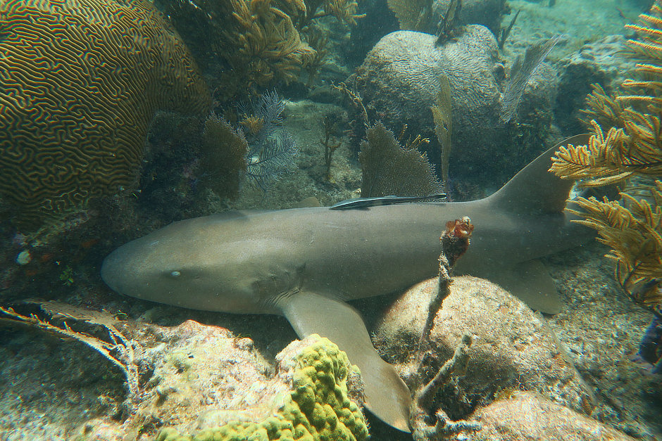 Nurse Shark with remora attached in Turneffe Atoll