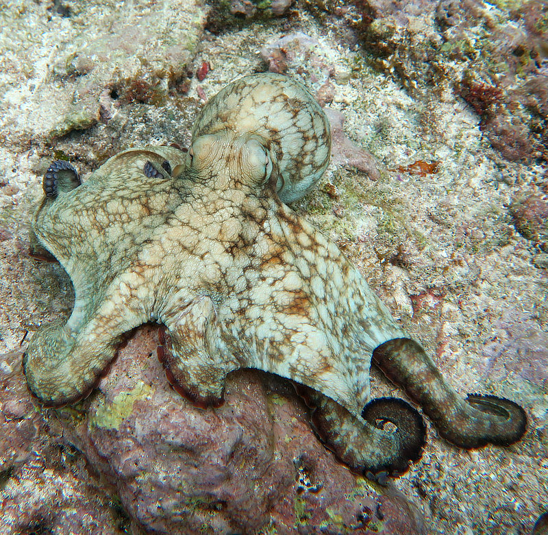 Octopus on Turneffe Atoll