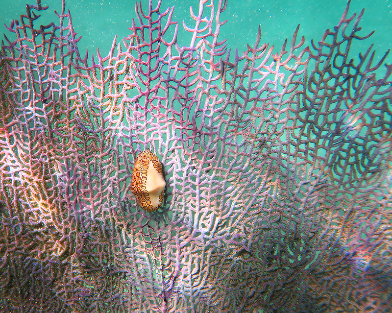 Purple Sea Fan with Flamingo Tongue Snail Turneffe Atoll