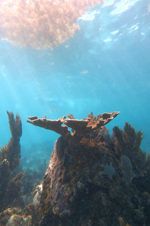 Raft of Sargassum over a reef in Turneffe Atoll
