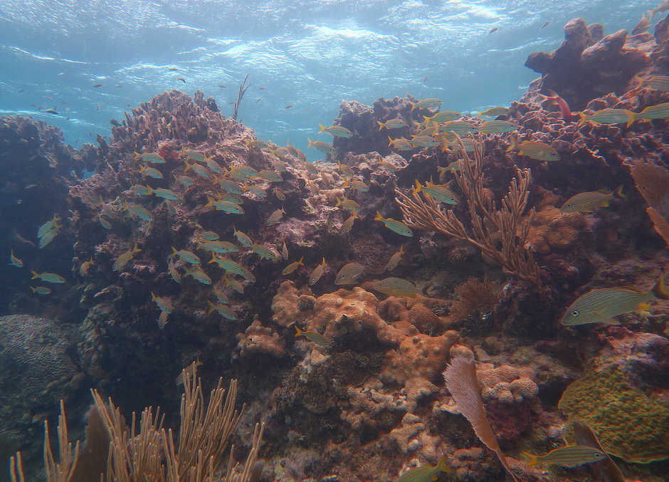 School of grunts in Turneffe Atoll Belize
