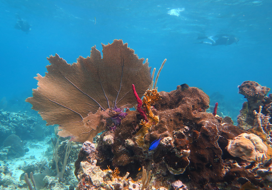 Sea fan, sponges, and fish with people snorkeling Turneffe Atoll in Belize