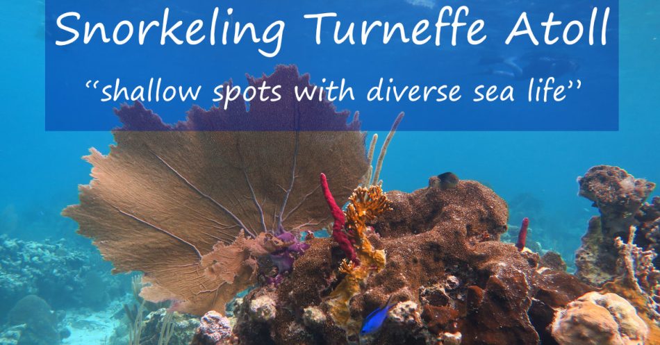Image of coral reef with fish in Turneffe Belize with words over: "Snorkeling Turneffe Atoll - shallow spots with diverse sea life"