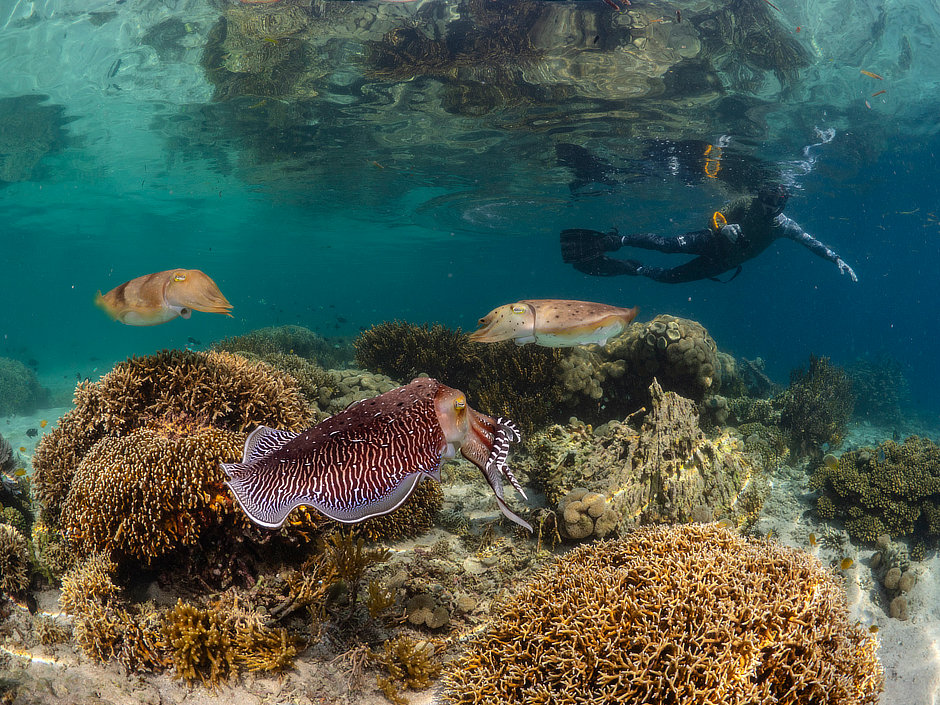 Three cuttlefish with coral and snorkeler in Komodo
