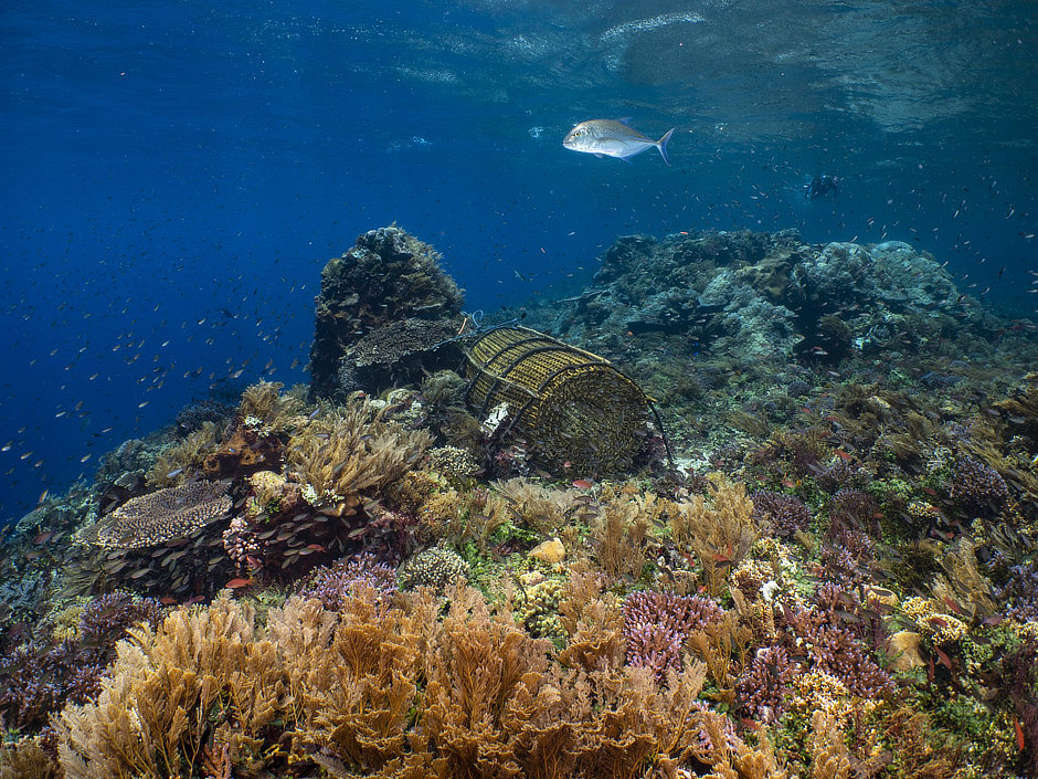 Fish trap on a coral reef in Alor with fish and a snorkeler
