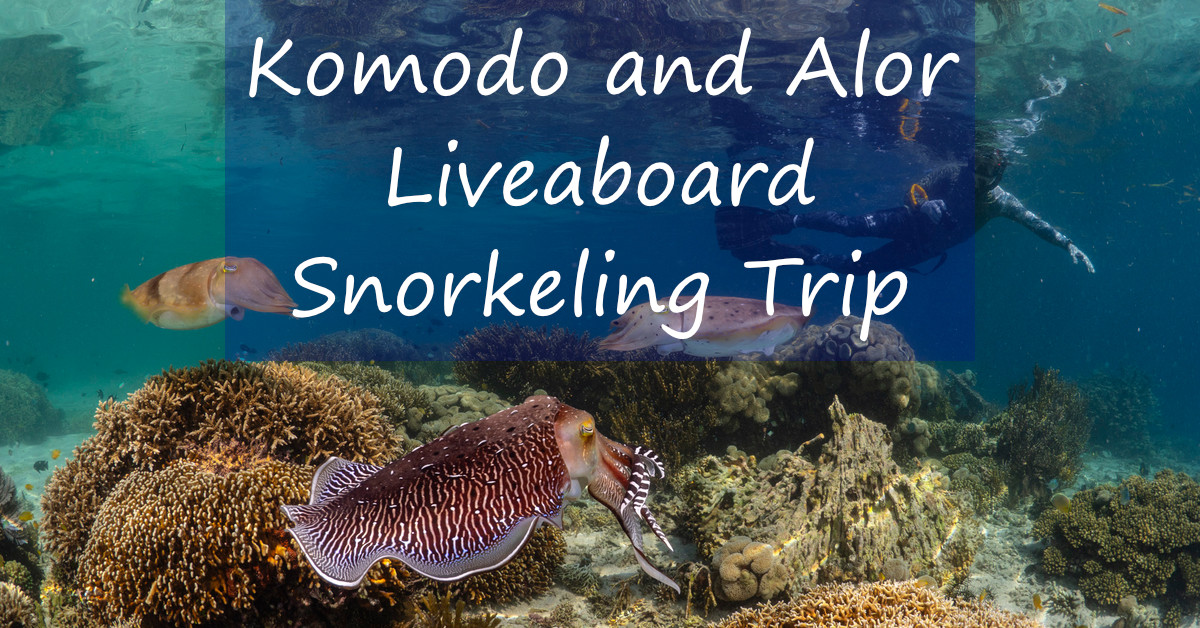 Snorkeler with corals and cuttlefish in Komodo with words over: "Komodo and Alor Liveaboard Snorkeling Trip"