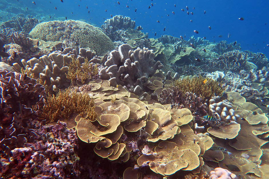Hard and soft coral reef with damselfish at Ai in the Banda Islands