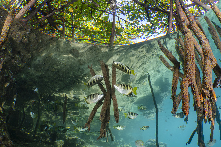 Archerfish in Mangrove roots in the Solomon Islands
