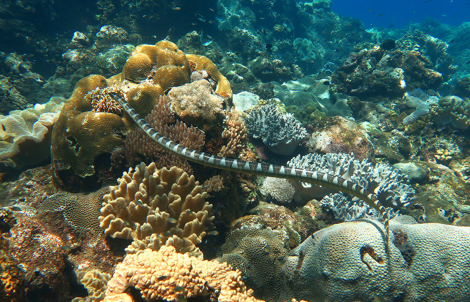 Chinese Sea Krai with corals at Manuk in the Forgotten Islands