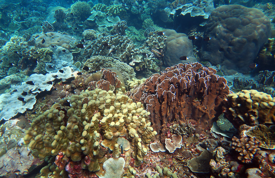 Coral Reef Manuk Island
