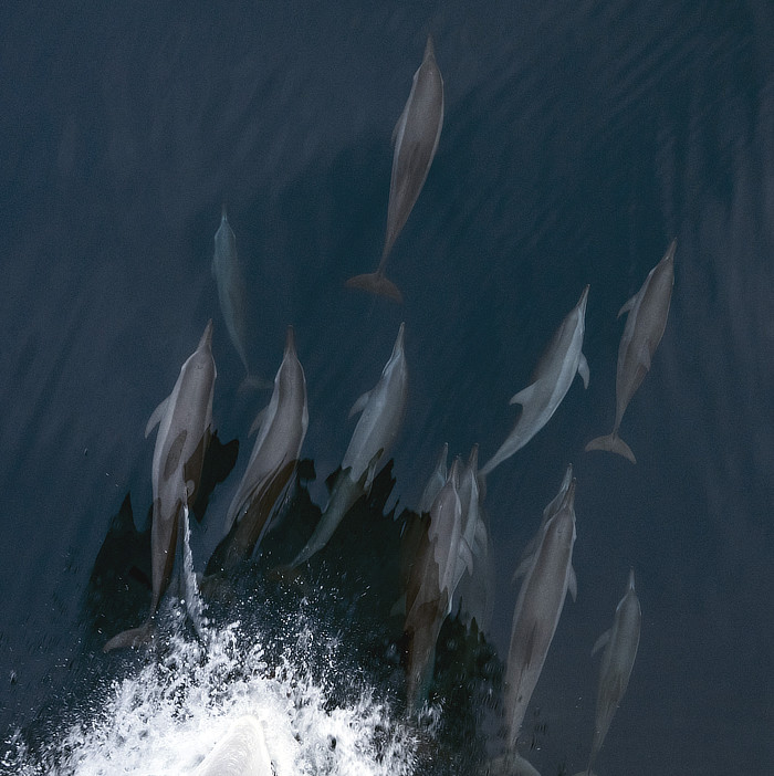 Dolphins playing off the bow of the Bilikiki liveaboard
