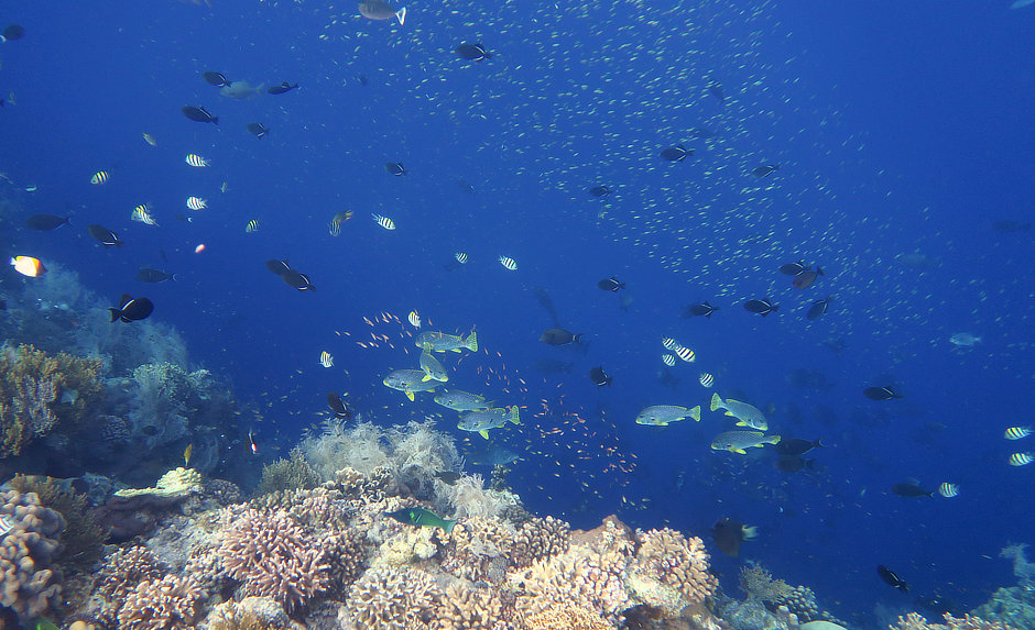 Fishy drop-off at Nailaka Island