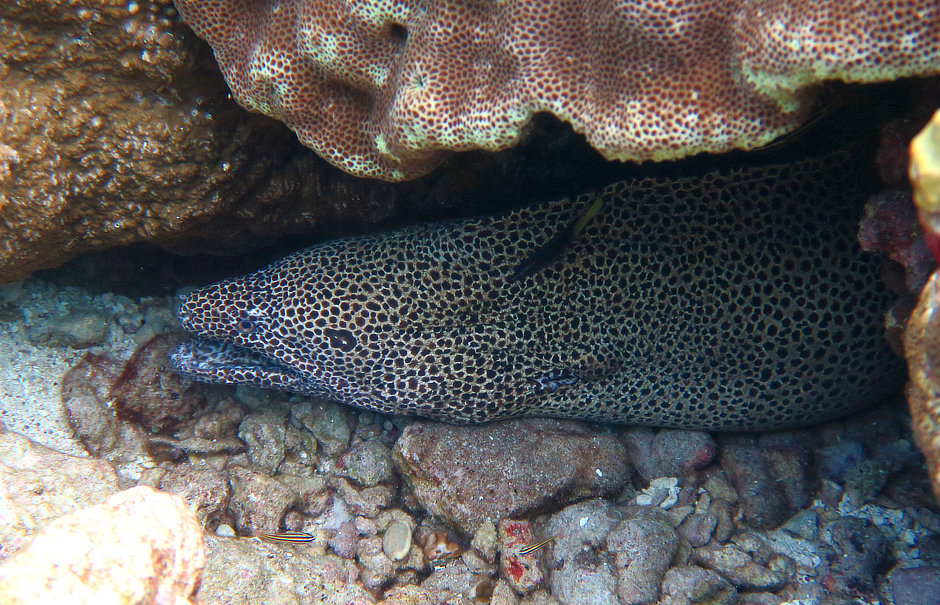 Honeycomb Moray Eel in Kekeh Forgotten Islands