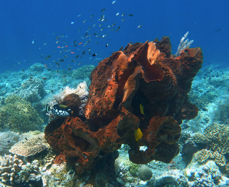 Huge brown sponge with Clown Triggerfish Banda Besar