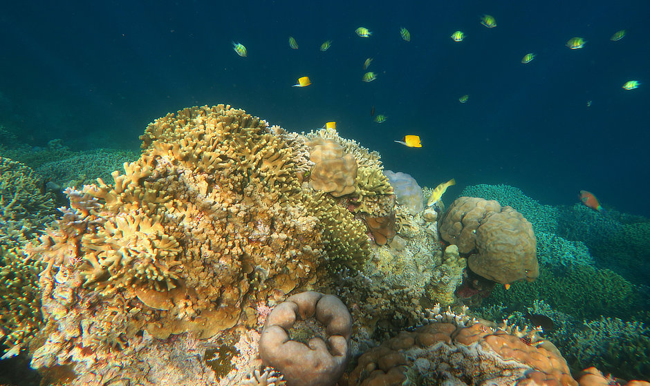 Finger corals and fish at Lava Flow on Gunung Api in the Banda Islands