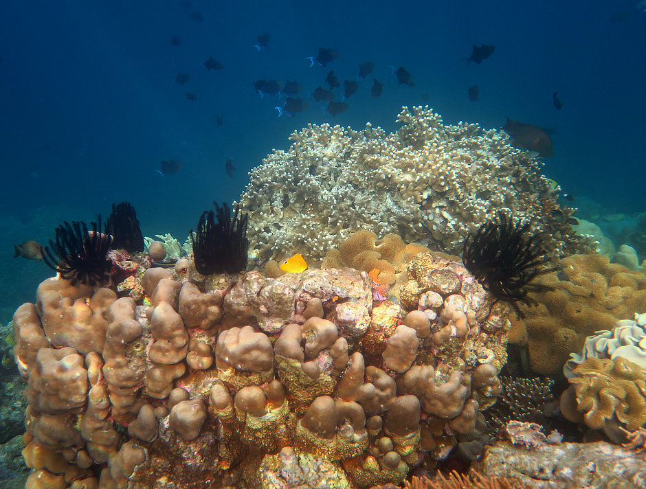 Coral reef with triggerfish at Lava Flow Gunung Api
