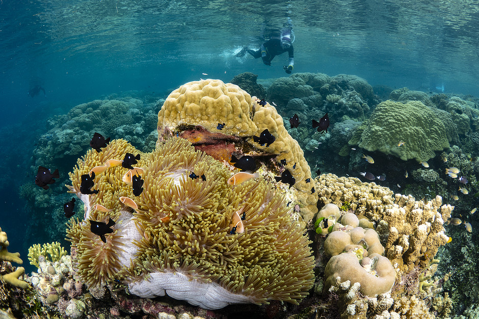 Magnificent Anemone with Pink Anemonefish and Threespot Dascyllus, corals and snorkeler in the Solomon Islands