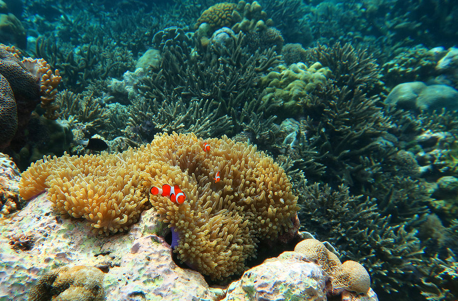 Magnificent Anemeone with Clownfish Serua Forgotten Islands