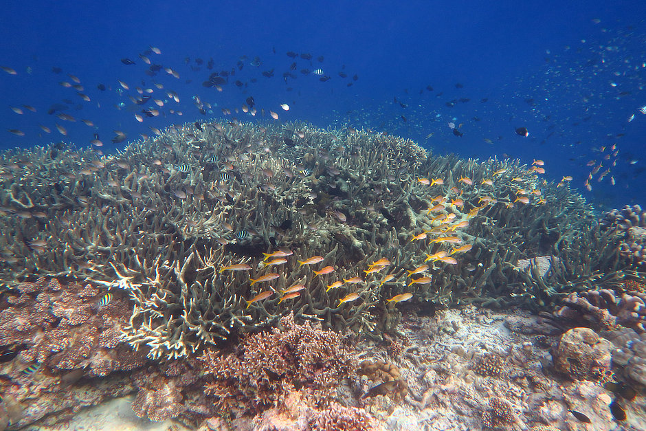 Large staghorn coral with tons of fish at Nailaka