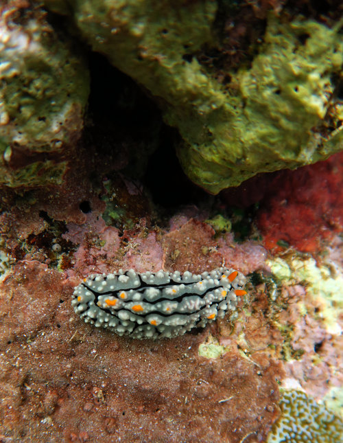 Nudibranch spotted at Banda Besar