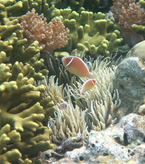 Pink Anemonefish with Finger Coral at Gunung Api Banda Islands