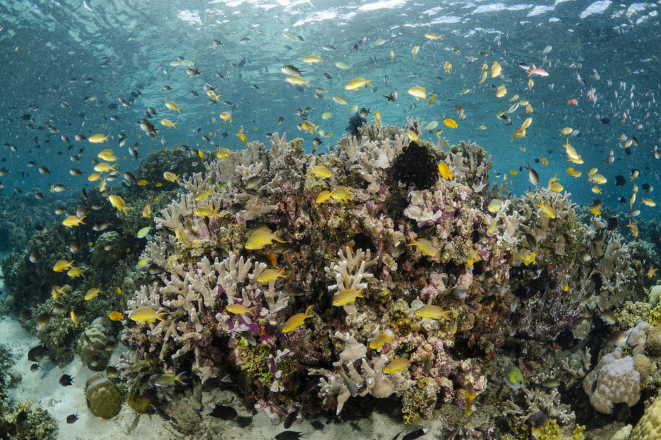 Solomon Islands finger coral and anthias