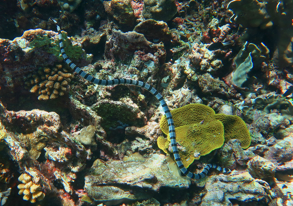 Yellow-lipped Sea Krait at Kekeh in the Forgotten Islands