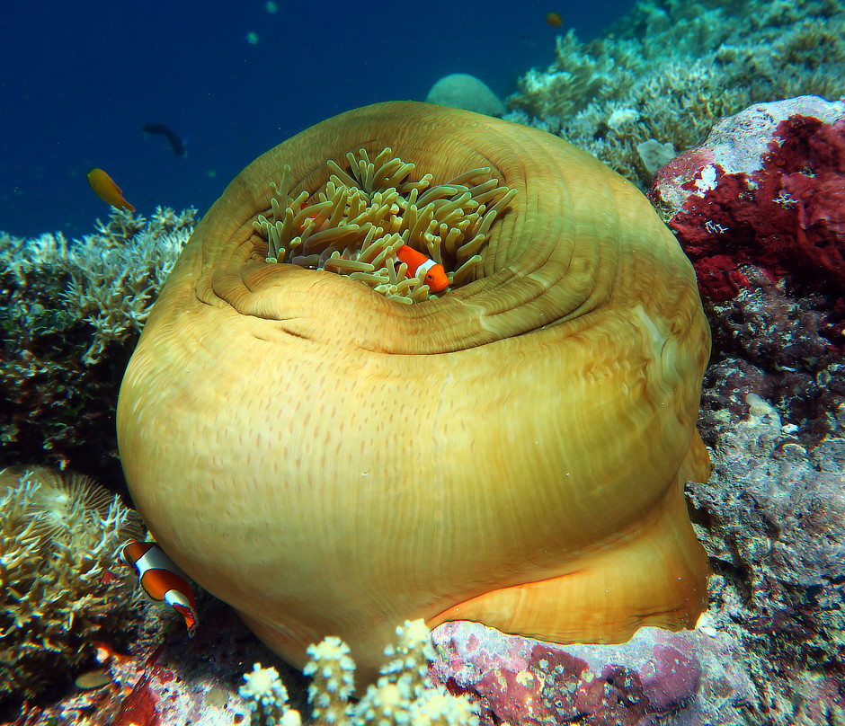 Magnificent Anemone with clownfish