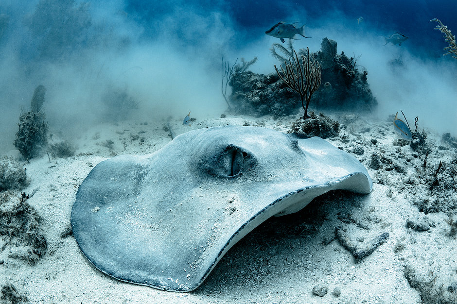 Large Caribbean Whiptail Ray in Belize