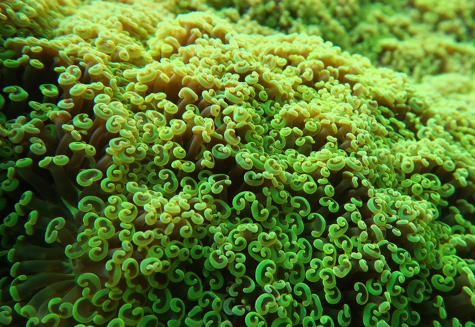 Green Anchor Coral
