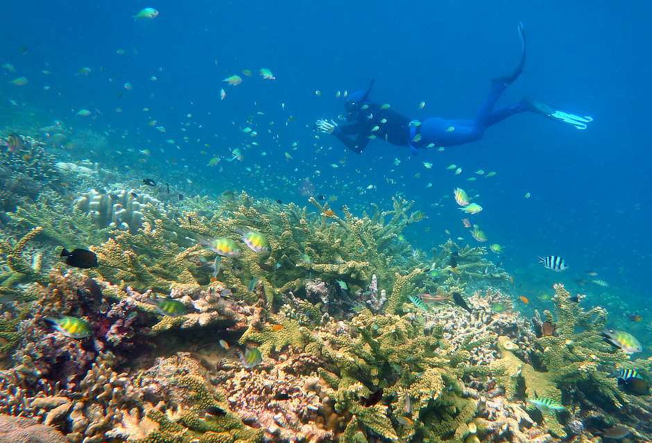 Freediving as a snorkeler over a fishy coral reef
