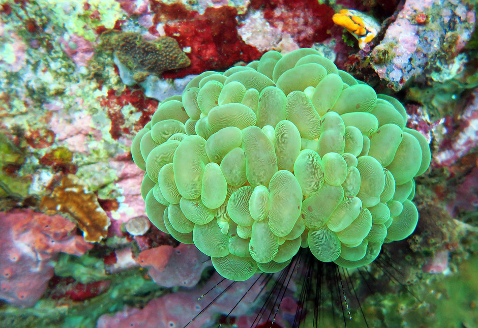 Green Bubble Coral