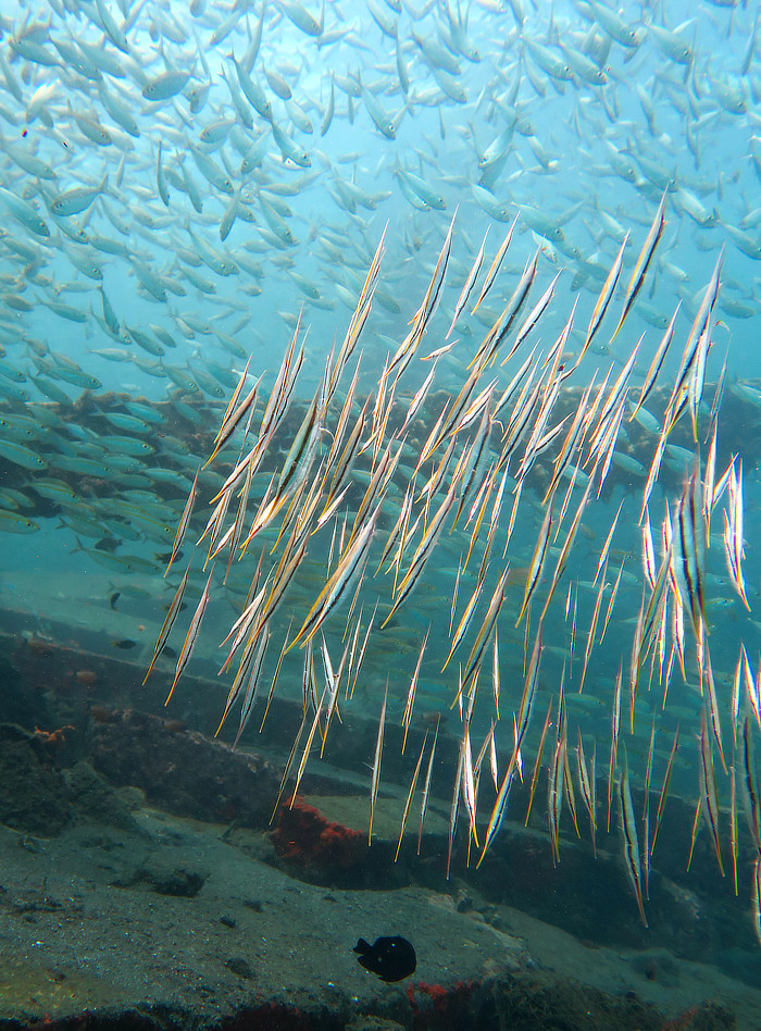 Huge school of Razorfish or Shrimpfish in Halmahera Indonesia